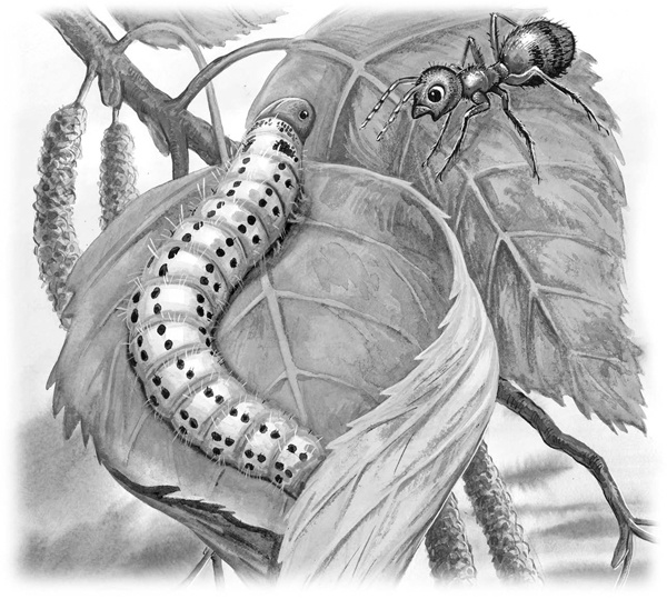 Иллюстрация к книге — Сказки и рассказы [_133copy.jpg]