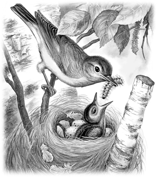 Иллюстрация к книге — Сказки и рассказы [_144.jpg]