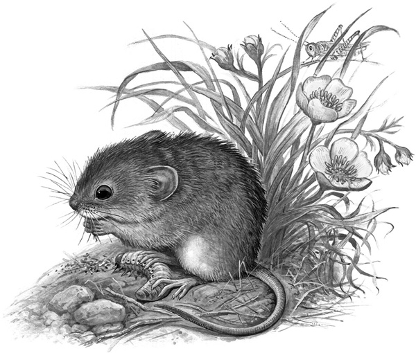 Иллюстрация к книге — Сказки и рассказы [_199copy.jpg]