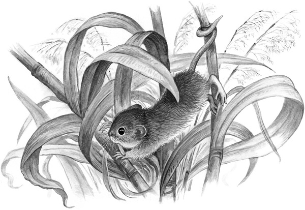 Иллюстрация к книге — Сказки и рассказы [_212copy.jpg]