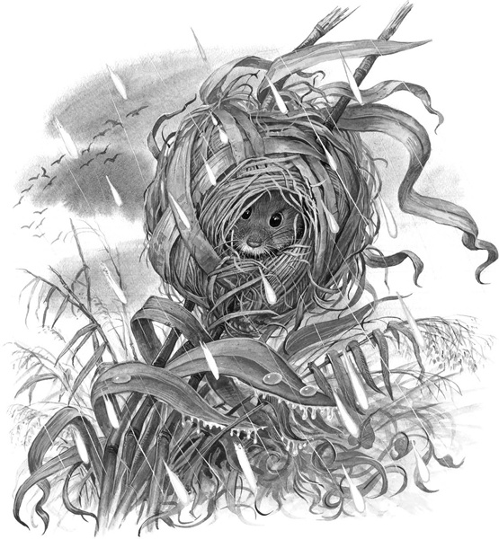 Иллюстрация к книге — Сказки и рассказы [_220.jpg]