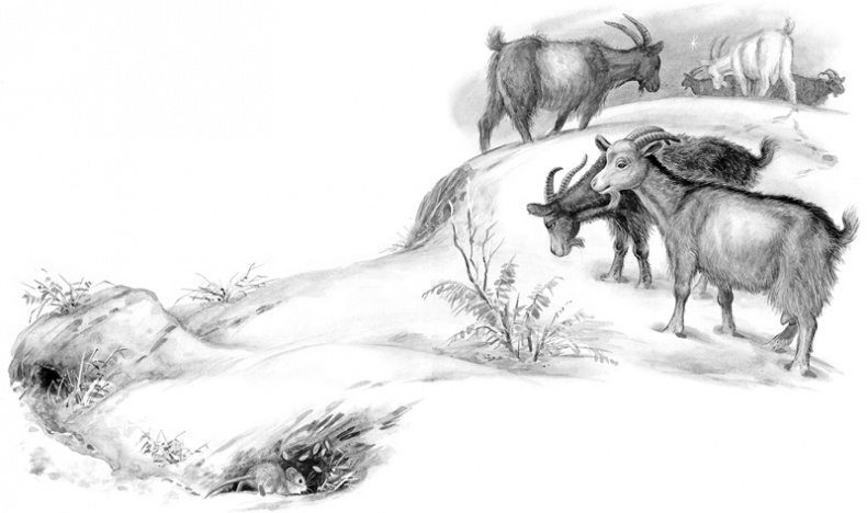 Иллюстрация к книге — Сказки и рассказы [_228229.jpg]