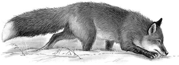 Иллюстрация к книге — Сказки и рассказы [_236copy.jpg]