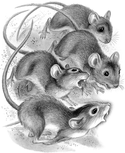 Иллюстрация к книге — Сказки и рассказы [_242.jpg]