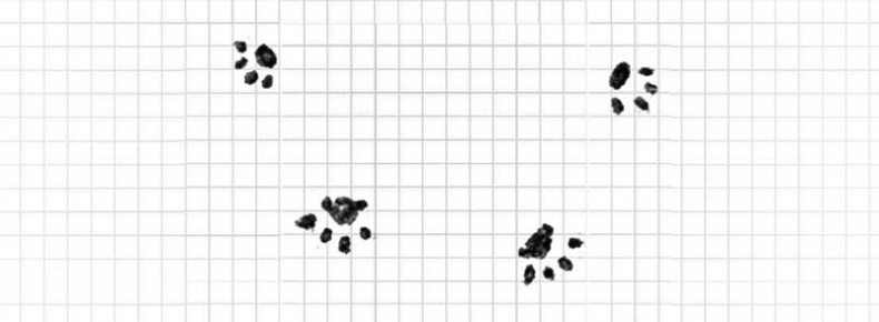 Иллюстрация к книге — Дневник дебильного кота. Великое путешествие Эдгара [i_044.jpg]