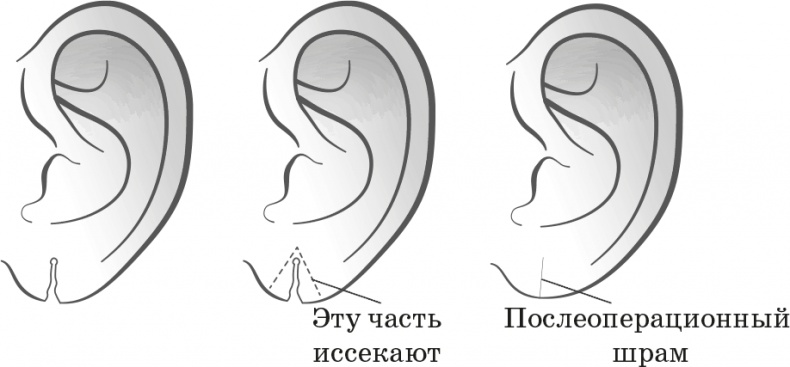 Иллюстрация к книге — Как обмануть возраст [i_018.jpg]