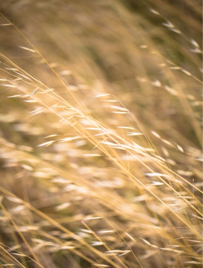 Иллюстрация к книге — Wabi Sabi. Японские секреты истинного счастья в неидеальном мире [i_001.jpg]