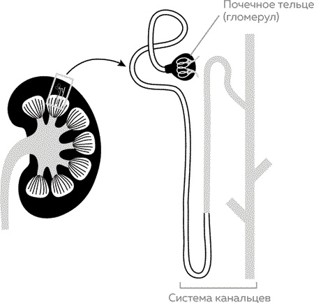 Иллюстрация к книге — Мужское здоровье. Как у вас с ним? [i_018.jpg]