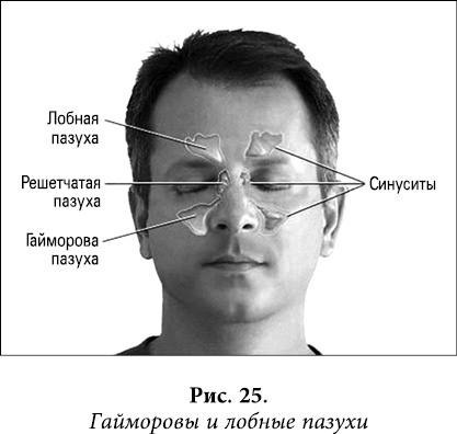 Иллюстрация к книге — Квантовая биомеханика тела. Методика оздоровления опорно-двигательного аппарата человека. Часть 1 [_20.jpg]