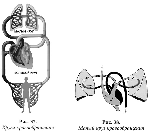 Иллюстрация к книге — Квантовая биомеханика тела. Методика оздоровления опорно-двигательного аппарата человека. Часть 1 [_30.jpg]