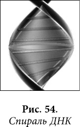 Иллюстрация к книге — Квантовая биомеханика тела. Методика оздоровления опорно-двигательного аппарата человека. Часть 1 [_43.jpg]