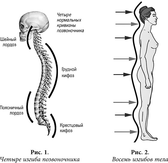 Иллюстрация к книге — Квантовая биомеханика тела. Методика оздоровления опорно-двигательного аппарата. Часть 2 [_01.jpg]