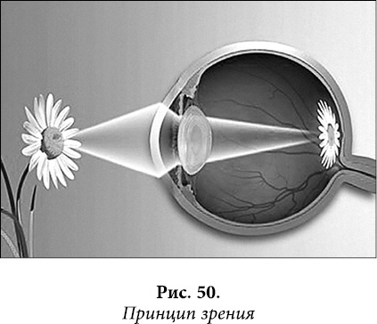 Иллюстрация к книге — Квантовая биомеханика тела. Методика оздоровления опорно-двигательного аппарата. Часть 2 [_39.jpg]