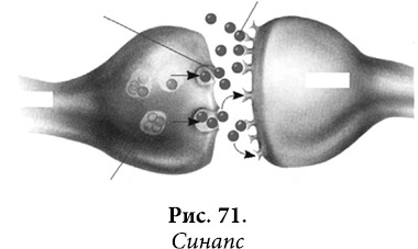 Иллюстрация к книге — Квантовая биомеханика тела. Методика оздоровления опорно-двигательного аппарата. Часть 2 [_58.jpg]