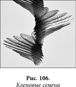 Иллюстрация к книге — Квантовая биомеханика тела. Методика оздоровления опорно-двигательного аппарата. Часть 2 [_87.jpg]