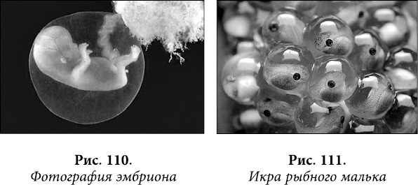 Иллюстрация к книге — Квантовая биомеханика тела. Методика оздоровления опорно-двигательного аппарата. Часть 2 [_90.jpg]