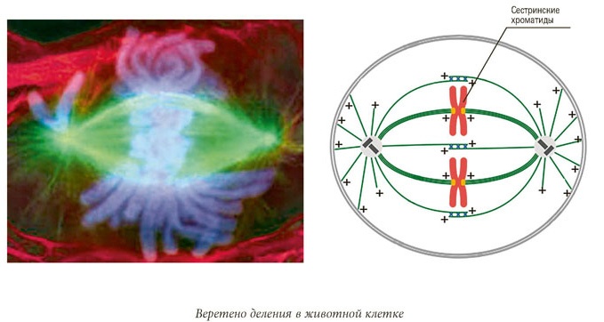 Иллюстрация к книге — Квантовая биомеханика тела. Методика оздоровления опорно-двигательного аппарата. Часть 2 [_99.jpg]