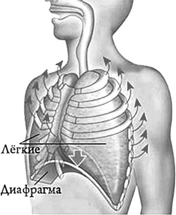 Иллюстрация к книге — Система Осьмионика. Самомоделирование осанки. Коррекция верхней половины тела [_11.jpg]