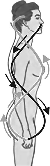 Иллюстрация к книге — Система Осьмионика. Самомоделирование осанки. Коррекция верхней половины тела [_20.jpg]