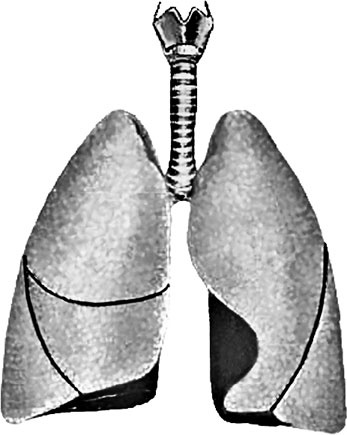 Иллюстрация к книге — Система Осьмионика. Самомоделирование осанки. Коррекция верхней половины тела [_24.jpg]