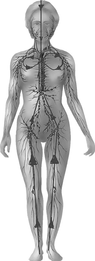 Иллюстрация к книге — Система Осьмионика. Самомоделирование осанки. Коррекция верхней половины тела [_53.jpg]
