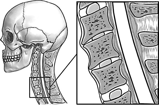 Иллюстрация к книге — Система Осьмионика. Самомоделирование осанки. Коррекция верхней половины тела [_69.jpg]