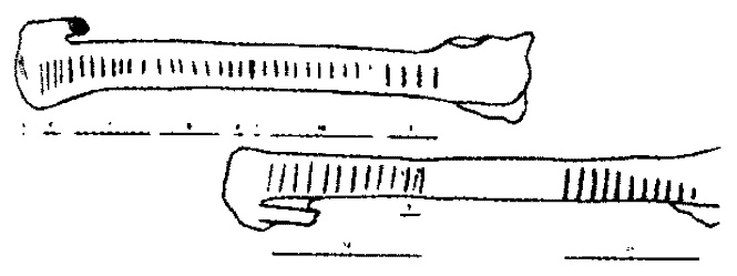 Иллюстрация к книге — Время. Ритмы и паузы [i_014.jpg]