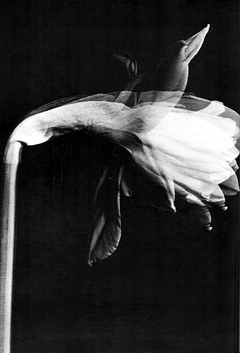 Иллюстрация к книге — Время. Ритмы и паузы [i_034.jpg]