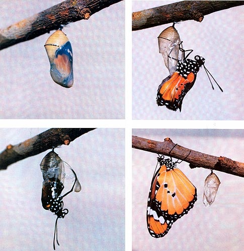 Иллюстрация к книге — Время. Ритмы и паузы [i_036.jpg]