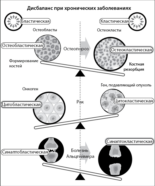 Иллюстрация к книге — Нестареющий мозг [i_008.jpg]