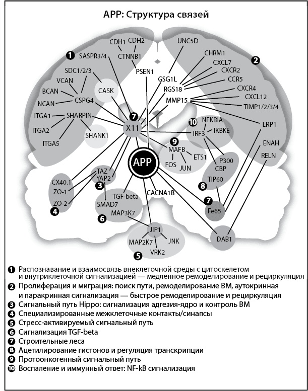 Иллюстрация к книге — Нестареющий мозг [i_010.jpg]