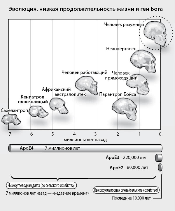 Иллюстрация к книге — Нестареющий мозг [i_014.jpg]