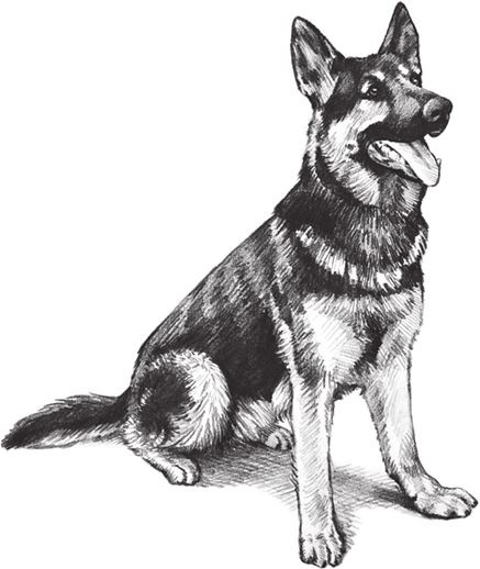 Иллюстрация к книге — Алый. С вопросами и ответами для почемучек [i_001.jpg]