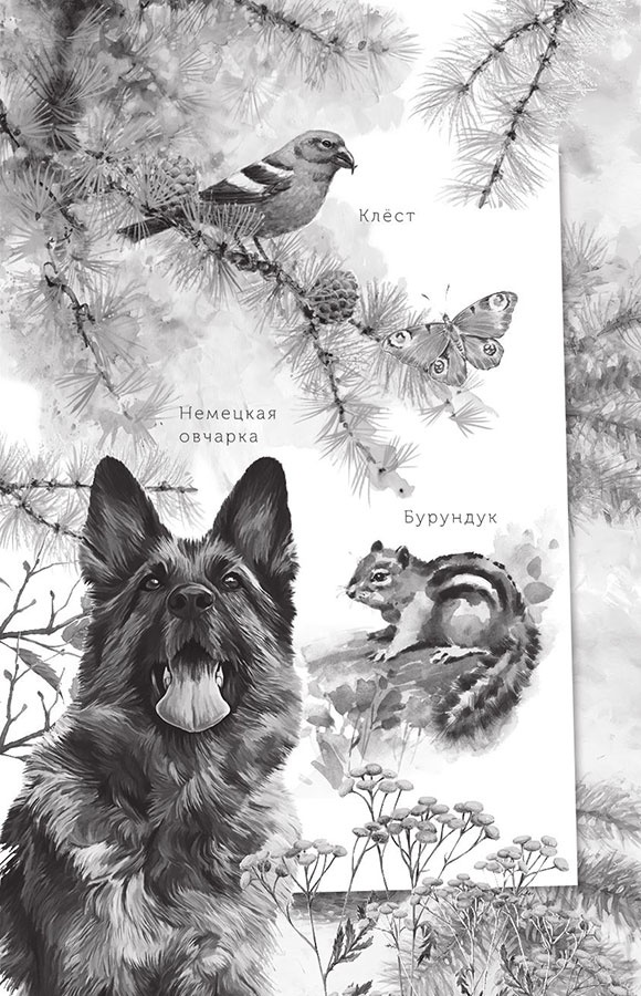 Иллюстрация к книге — Алый. С вопросами и ответами для почемучек [i_002.jpg]