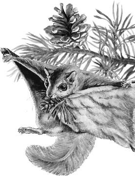 Иллюстрация к книге — Алый. С вопросами и ответами для почемучек [i_014.jpg]