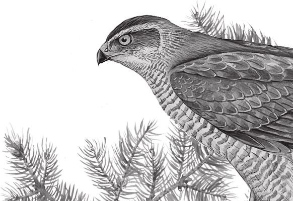 Иллюстрация к книге — Алый. С вопросами и ответами для почемучек [i_017.jpg]