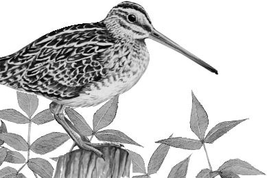 Иллюстрация к книге — Алый. С вопросами и ответами для почемучек [i_018.jpg]