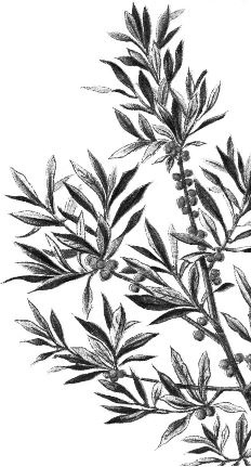 Иллюстрация к книге — Алый. С вопросами и ответами для почемучек [i_019.jpg]