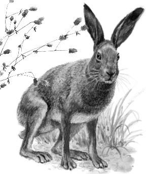 Иллюстрация к книге — Алый. С вопросами и ответами для почемучек [i_027.jpg]