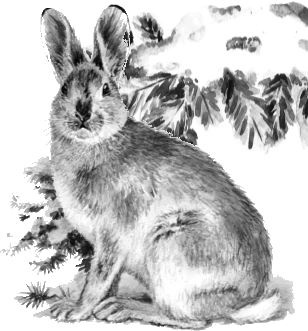 Иллюстрация к книге — Алый. С вопросами и ответами для почемучек [i_028.jpg]