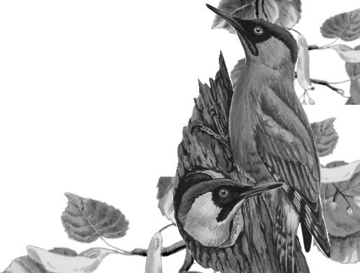 Иллюстрация к книге — Алый. С вопросами и ответами для почемучек [i_031.jpg]