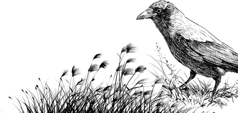 Иллюстрация к книге — Алый. С вопросами и ответами для почемучек [i_033.jpg]