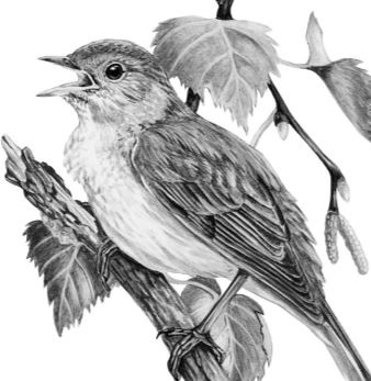 Иллюстрация к книге — Алый. С вопросами и ответами для почемучек [i_038.jpg]