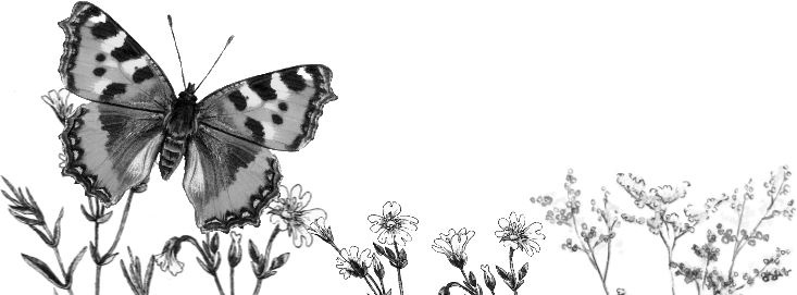 Иллюстрация к книге — Алый. С вопросами и ответами для почемучек [i_040.jpg]