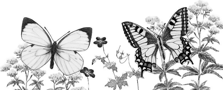 Иллюстрация к книге — Алый. С вопросами и ответами для почемучек [i_041.jpg]