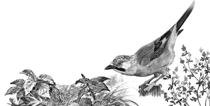 Иллюстрация к книге — Алый. С вопросами и ответами для почемучек [i_042.jpg]