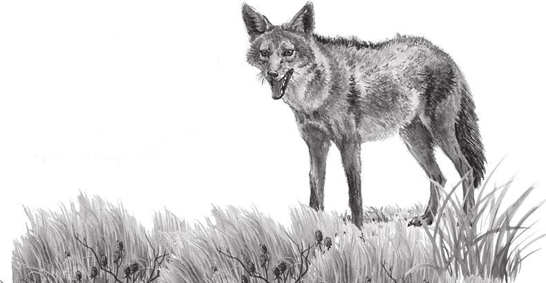 Иллюстрация к книге — Алый. С вопросами и ответами для почемучек [i_051.jpg]