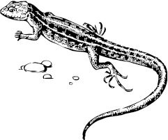 Иллюстрация к книге — Алый. С вопросами и ответами для почемучек [i_054.jpg]