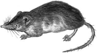 Иллюстрация к книге — Алый. С вопросами и ответами для почемучек [i_057.jpg]