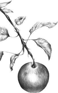 Иллюстрация к книге — Алый. С вопросами и ответами для почемучек [i_059.jpg]